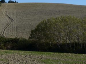 Gianluca Sgherri, Colline pisane, Orciano #1, ottobre 2025, fotografia digitale