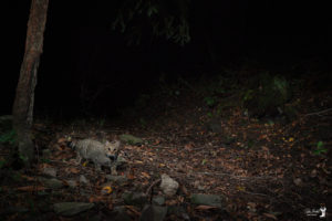 Felis Silvestris_gatto selvatico immortalato in Oasi Dynamo da Pietro Bartoli 