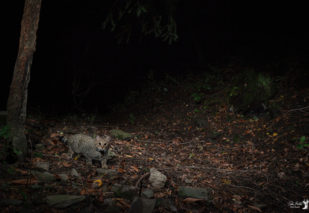 Felis Silvestris_gatto selvatico immortalato in Oasi Dynamo da Pietro Bartoli