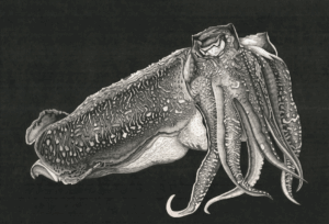 Arianna Fioratti Loreto Totano su fondo nero 75x110 cm circa