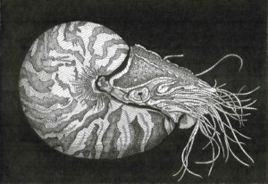 Arianna Fioratti Loreto nautilus 76,5 x 89 cm 