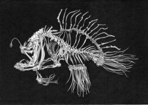 Lantern fish 2019 - China su carta 300 gr - 59x84 cm