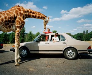 Un parco safari Inghilterra, Gran Bretagna, 1994 Dal libro "A to B Tales of Modern Motoring" ©Martin Parr/Magnum Photos